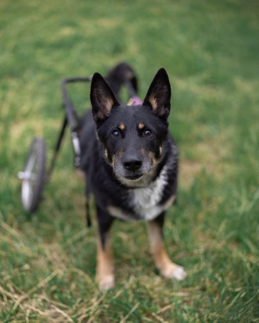 Черный пес с надеждой