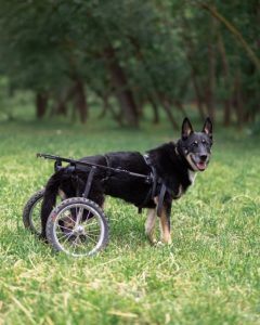 Черный пес с надеждой