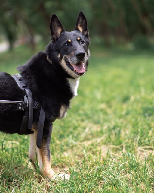 Черный пес с надеждой