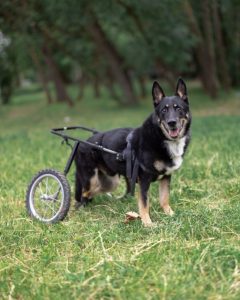 Черный пес с надеждой