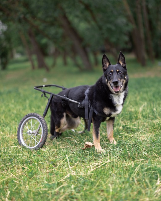 Черный пес с надеждой