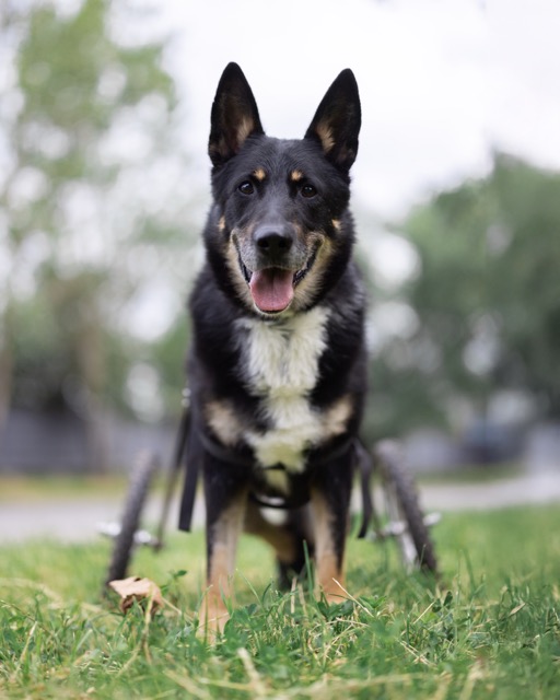 Черный пес с надеждой