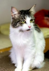 Кошка Чиколетта в дар