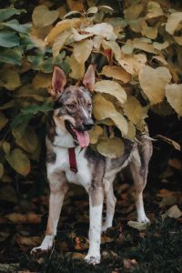 Собака, похожая на волчонка