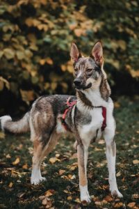 Собака, похожая на волчонка