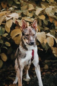 Собака, похожая на волчонка