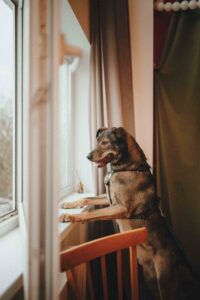 Коричневый песик в дар