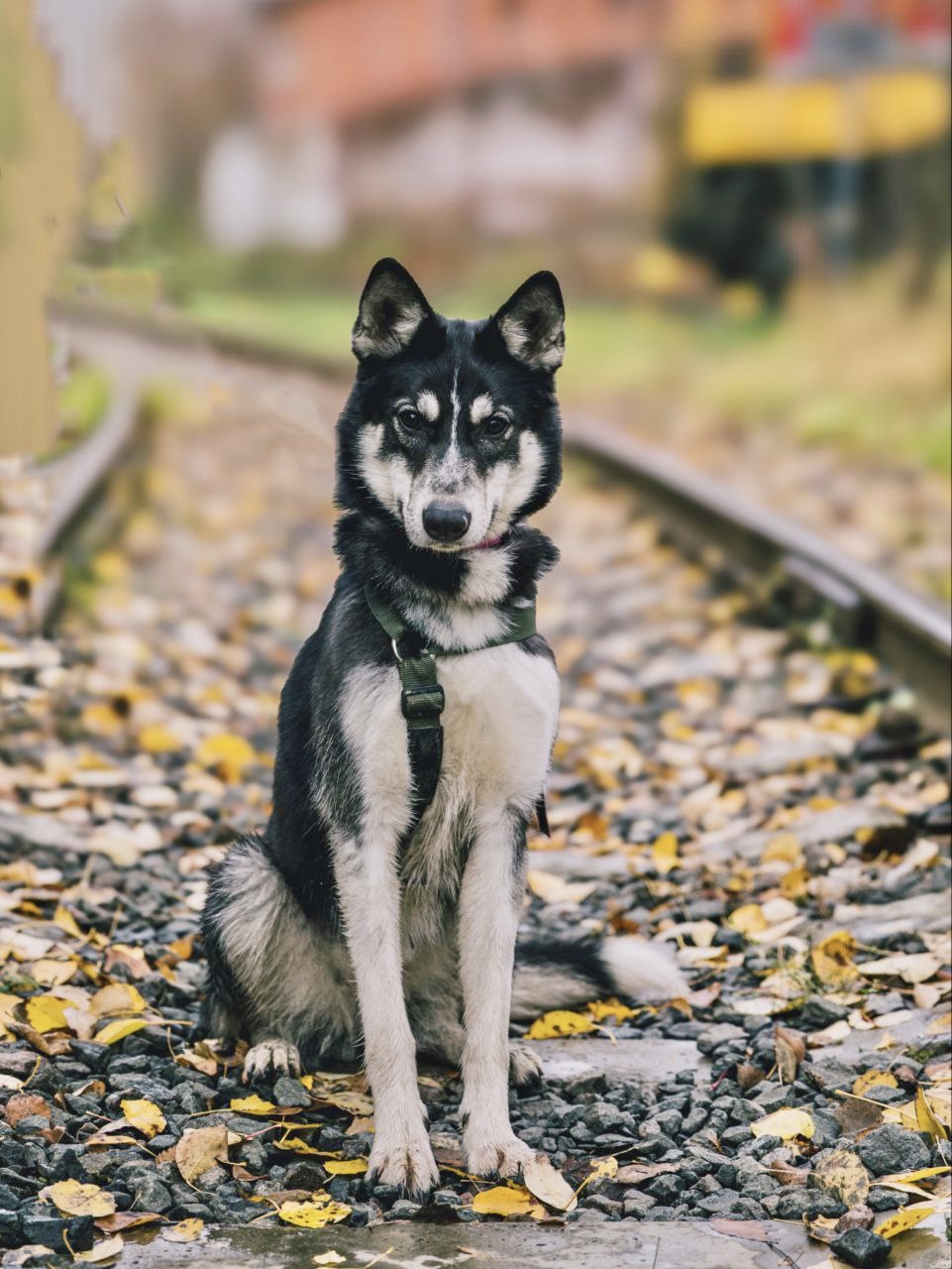 Небольшая собака лайка
