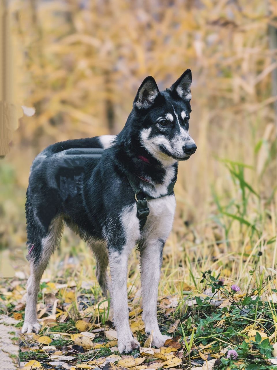 Небольшая собака лайка