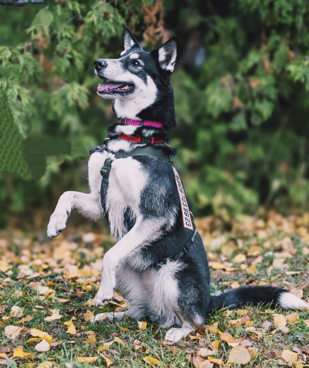 Небольшая собака лайка