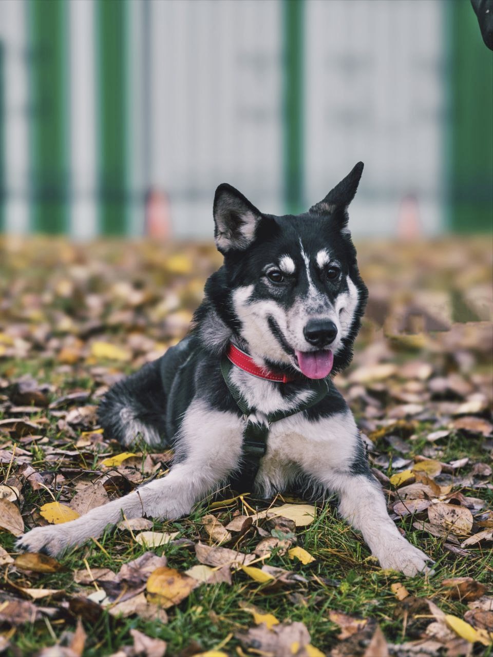 Небольшая собака лайка