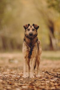 Коричневая собака с грустным взглядом