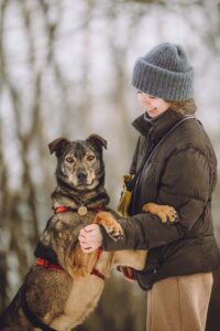 Коричневый песик в дар