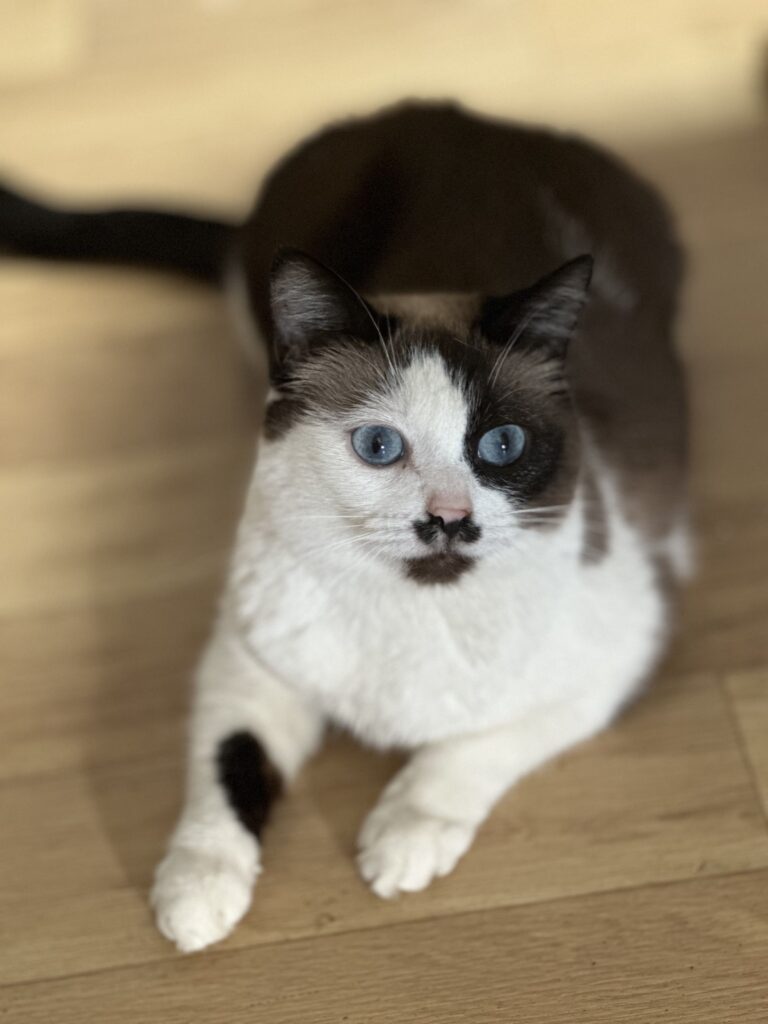 Кошка в добрые руки бесплатно