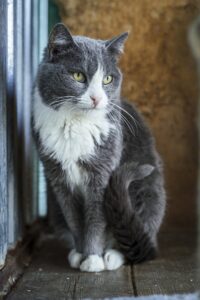 Кошка в добрые руки бесплатно