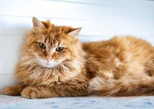 На фото длинношёрстный рыжий кот с густой шерстью и янтарными глазами лежит на мягкой поверхности. Корпус вытянут вдоль лежанки, хвост расположен сбоку. Голова направлена вперёд. Он смотрит прямо в камеру, взгляд уверенный и спокойный. Уши стоят прямо.