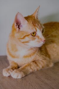 Кот в добрые руки бесплатно в Москве