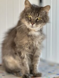 Кот в добрые руки бесплатно в Москве