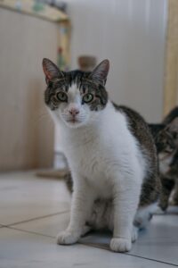 Кот в добрые руки бесплатно в Москве