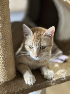 Кот в добрые руки бесплатно в Москве