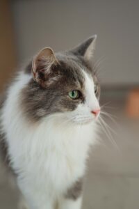 Кот в добрые руки бесплатно в Москве
