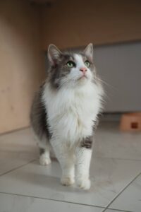 Кот в добрые руки бесплатно в Москве