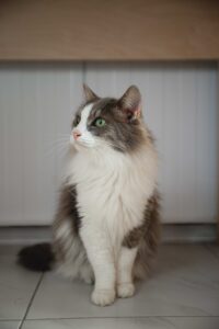 Кот в добрые руки бесплатно в Москве