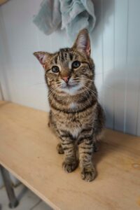 Кот в добрые руки бесплатно в Москве