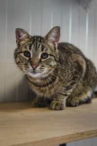 Кот в добрые руки бесплатно в Москве