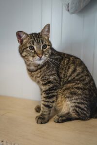 Кот в добрые руки бесплатно в Москве