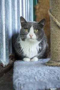 Кошка в добрые руки бесплатно