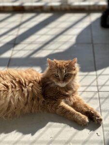 На фото длинношёрстный рыжий кот с густой пушистой шерстью и янтарными глазами лежит на полу в полосах солнечного света. Корпус вытянут вдоль поверхности. Голова приподнята. Он смотрит в сторону, взгляд спокойный. Уши направлены вперёд.