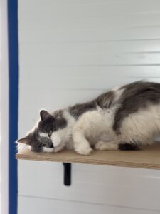 Кот в добрые руки бесплатно в Москве