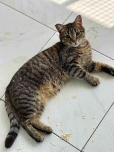 Кот в добрые руки бесплатно в Москве