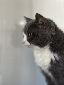 Кошка в добрые руки бесплатно