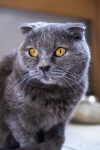 Кошечка Дива в добрые руки бесплатно в Москве