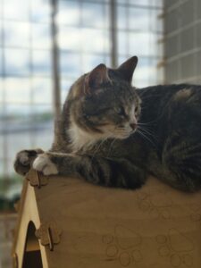 Наивная скромница - кошечка Дарси ищет дом