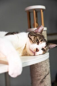 Кот в добрые руки бесплатно в Москве