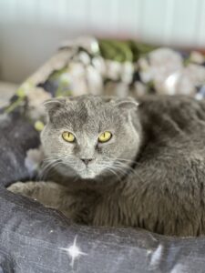Кошечка Дива в добрые руки бесплатно в Москве