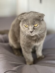 Кошечка Дива в добрые руки бесплатно в Москве