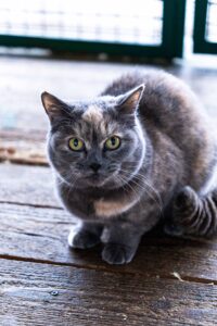 Наивная скромница - кошечка Беатрис ищет дом