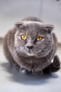 Кошечка Дива в добрые руки бесплатно в Москве