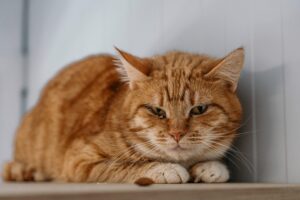 Кот Медовик в добрые руки бесплатно в Москве