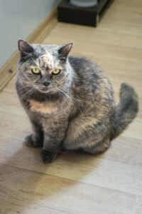 Наивная скромница - кошечка Беатрис ищет дом