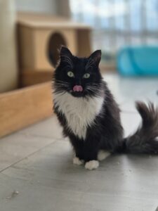 Кошечка Глория сидит и у нее высунут язык
