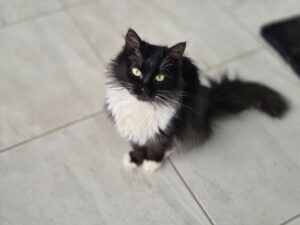 Вид на кошкечку Глорию сверху