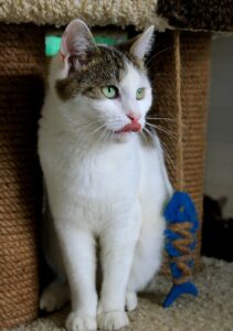 Котик Укроп сидит, повернувшись направо