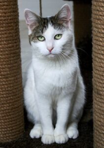 Котик Укроп сидит и смотрит в камеру