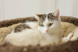 Котик Укроп лежит, повернув голову налево