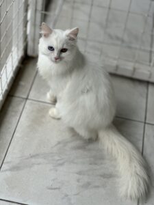 Кошечка вид сверху распушила хвост